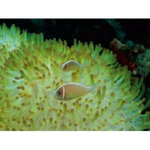  Pink Anemonefish Swim Among the Stinging Tentacles of a 