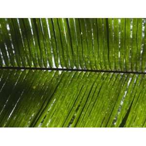 Close Up of Palm Leave Shading from the Sun, Ambergris Caye, Belize 