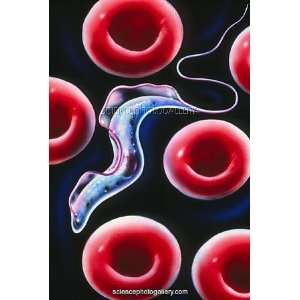 Sleeping sickness parasite Framed Prints