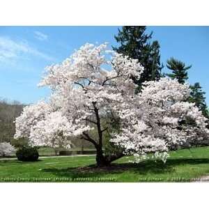  5 American Plum 3 4 Foot Bareroot tree Patio, Lawn 