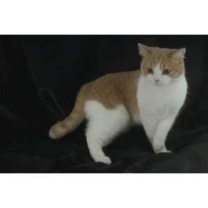   Pedigree Cats Canvas Art British Shorthair,cream&white