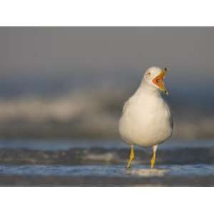  Ring Billed Gull Calling in the Surf, Larus Delawarensis 