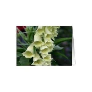  White Foxglove Flower Photo Blank Note Card Card Health 