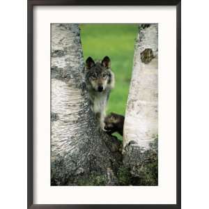  Male Gray Wolf and Cub Behind Tree, Montana Photos To Go 