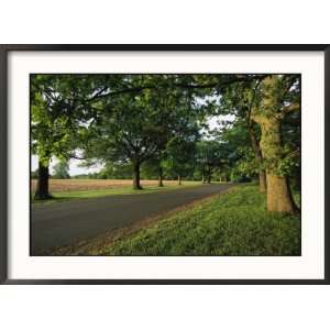  A Tree Lined Rural Virginia Road Framed Photographic 
