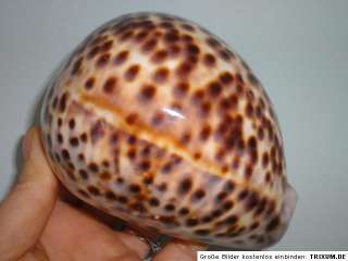 Large Cypraea Tigris, 112mm length  