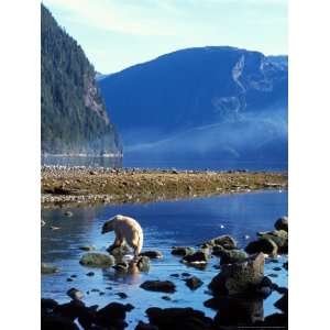  Sow and Stream in Rainforest of British Columbia Stretched 