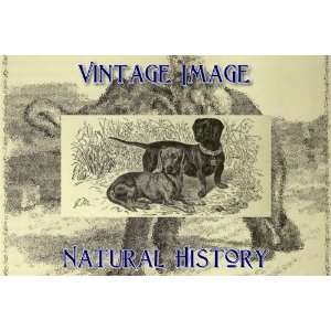   12 7cm x 4.5cm Photo Gift Tags Vintage Natural History Image Dachshund