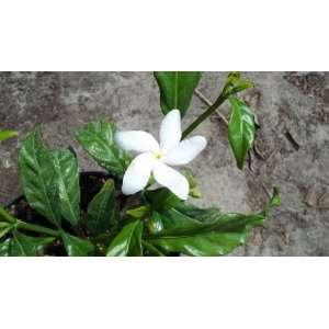   Jasmine Tabernaemontana divaricata White Flowers Patio, Lawn & Garden