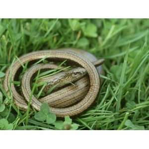  Slow Worm, Anguis Fragilis Coiled in Grass UK Photographic 