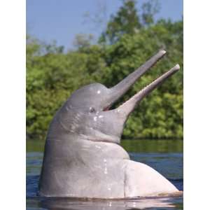  River Dolphin, Pink River Dolphin or Boto Rio Negro, Brazil 