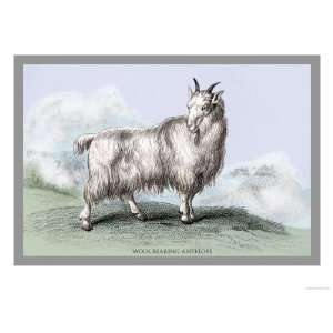  The Wool Bearing Antelope Giclee Poster Print by John 