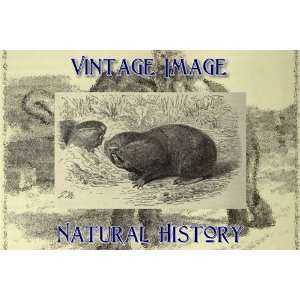   8cm Vintage Natural History Image Great Mole Rat