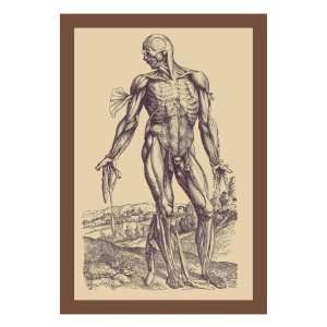   Fourth Plate of the Muscles by Andreas Vesalius, 18x24