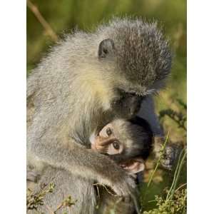 Vervet Monkey Nursing, Addo Elephant National Park, South Africa 