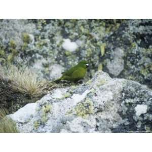  Antipodes Green Parrot, Antipodes Island Premium 