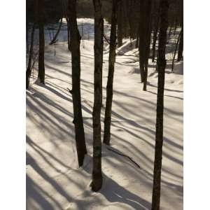  Trees and Shadows, West River, Jamaica State Park, Vermont 