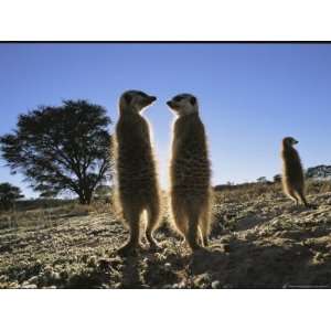  Meerkats Start Each Day with a Sunbath to Lift the Nights 