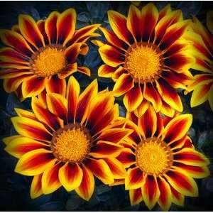  Golden Flame Gazania Patio, Lawn & Garden