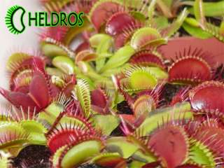 VFT Dionaea MUSCIPULA   Venus Fly Trap FRESH seeds   