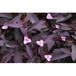  Purple Heart Plant Great Indoors or Out Live Plant Patio 