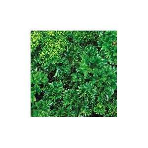  Moss Curled Parsley 4 Plants   Heirloom   Herb Patio 