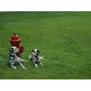  Two Dalmatians Sit on Green Grass near a Red Fire Hydrant 