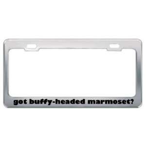 Got Buffy Headed Marmoset? Animals Pets Metal License Plate Frame 