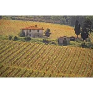  Vineyard, Greve in Chianti, Tuscany, Italy by Walter 