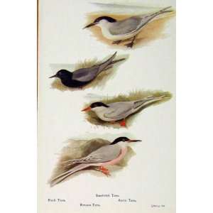   British Birds By W Foster Sandwich Tern Black Arctic