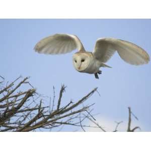 Barn Owl Hunting Along Roadside Hedge, Norfolk, UK Animal Premium 