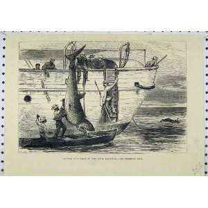  Cutting Up Shark Port Louis Mauritius Boat Old Print