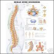 The Spinal Nerves Anatomical Chart  