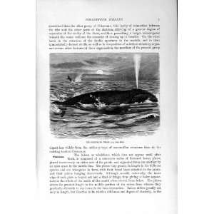  NATURAL HISTORY 1894 95 GREENLAND WHALE MAMMAL PRINT