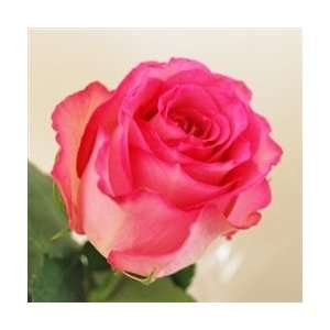  Sweet Unique Light Pink Rose 20 Long   100 Stems Arts 