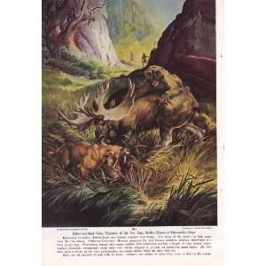  1955 Pliestocene Saber Toothed Tigers Attack Giant Moose 