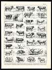antique print cow bull durham angus jersey dutch l imousin