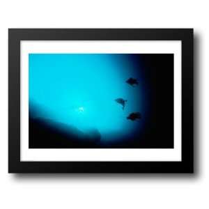 Three scuba divers swimming underwater, Blue Hole, Belize 28x22 Framed 
