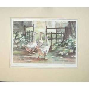  Water Colour Farmyard Geese Country Fence Animals