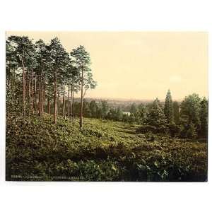  Photochrom Reprint of Brackendale, Estade, Camberley 