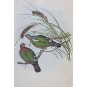 John J Gould   Little Green Pigeon #62 13 x 19 inch Birds of Australia 