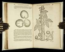   Drugs & HERBAL REMEDIES from AMERICA Medical Botany TOBACCO 1st  