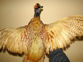 PHEASANT MOUNTED STUFFED TAXIDERMY LARGE BIRD FLYING   duck grouse 