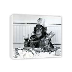  Bengie the chimpanzee at Twycross Zoo   Canvas   Medium 