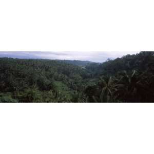 Trees in a Forest, Ayung Valley, Bali, Indonesia by Panoramic Images 