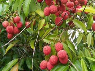 Plant type Tropical Fruit Tree Hardiness Zones 10 11 or Indoors 