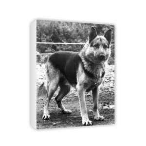  Alsatian   Canvas   Medium   30x45cm