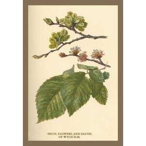  Vintage Art Fruit, Flower and Leaves from Wych Elm   17629 