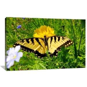  Yellow Butterfly   Gallery Wrapped Canvas   Museum Quality 