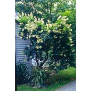  Tardiva Hydrangea   tree form   Patio, Lawn & Garden